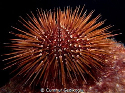 Paracentrotus lividus
Sea urchin by Cumhur Gedikoglu 